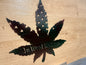 In weed we trust